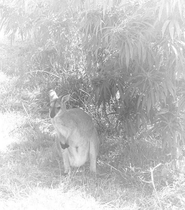 Security the wallaby.